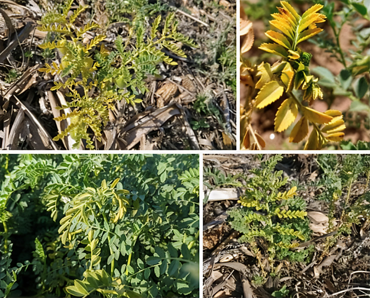 Lee más sobre el artículo Etiology of Chickpea Yellowing Syndrome (CYS) in Argentina: the role of fungal and viral pathogens