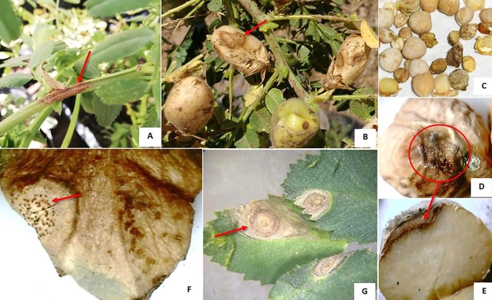 Lee más sobre el artículo Toward Accurate Detection: Protocol Adjustment for Ascochyta rabiei in Chickpea Seeds