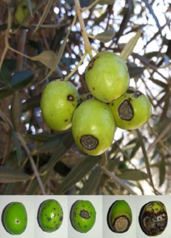 Lee más sobre el artículo Podredumbre en frutos de olivo (antracnosis) en el valle central de la provincia de La Rioja: etiología, incidencia y severidad en dos de sus variedades